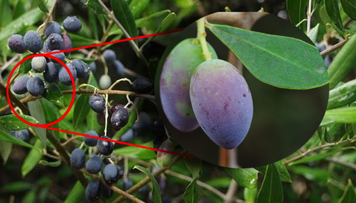 Frutos de Ullastre (Olea europaea L. var. sylvestris)