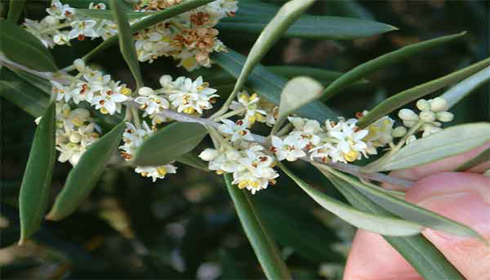 Flores de Olea europea