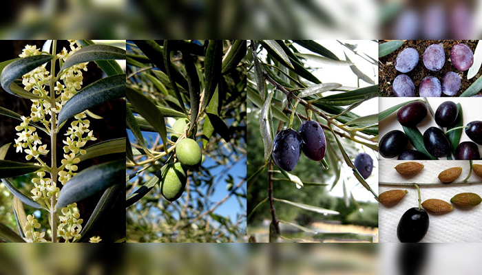 Ullastre (Olea europaea L. var. sylvestris)