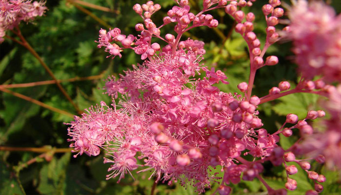 Filipendula rubra