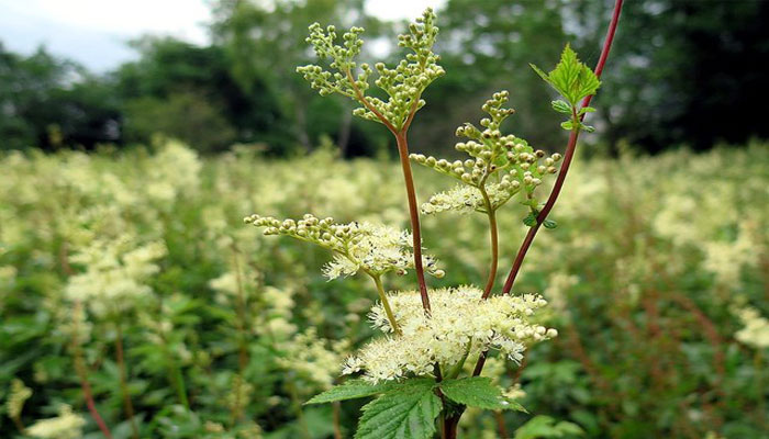 Filipendula ulmaria