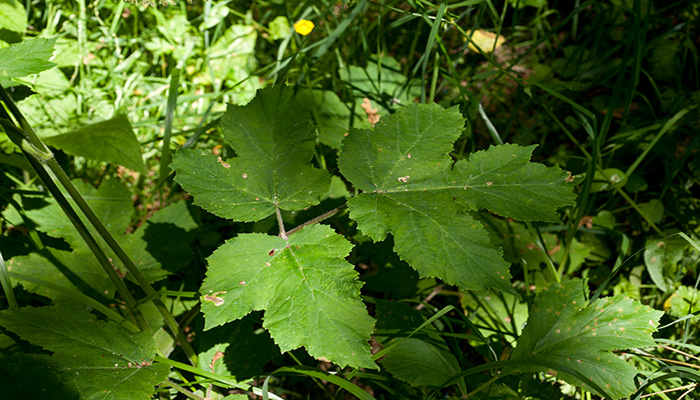 Hojas de Heracleum sphondylium L_