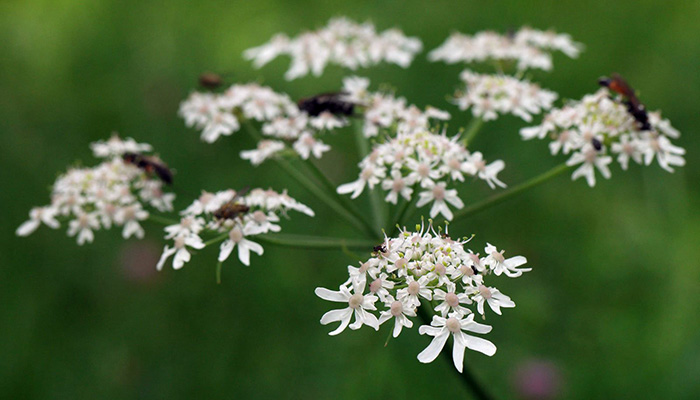 Heracleum sphondylium