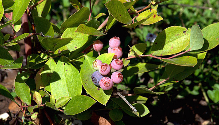 variedades de uva de monte