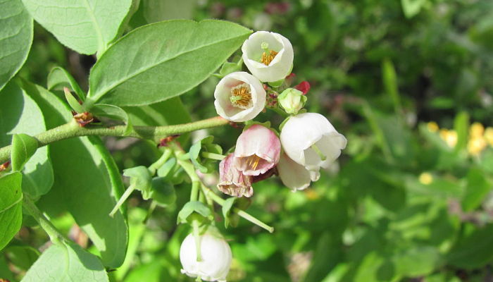 variedades de uva de monte