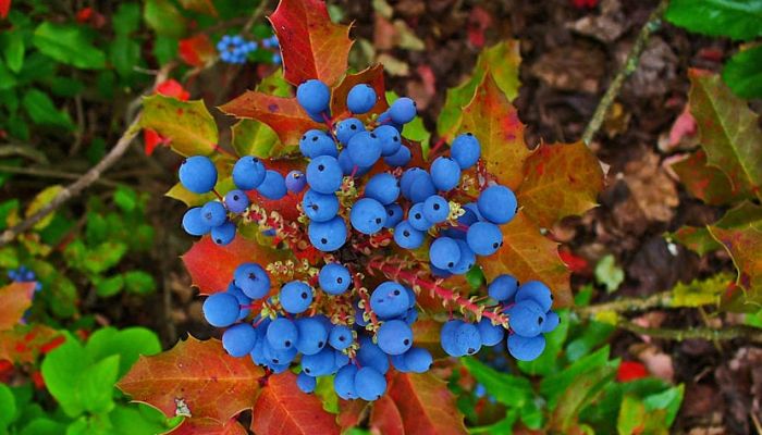 uvas de oregon