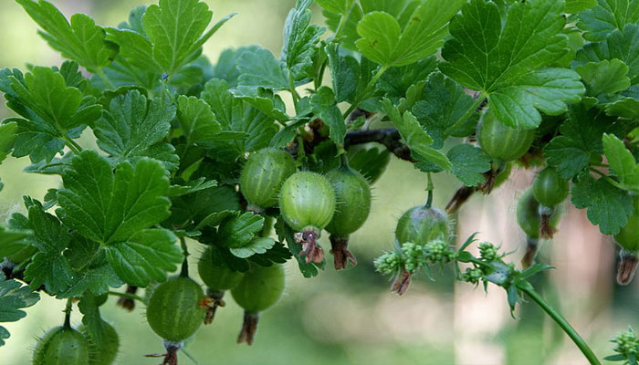 Uva espina (Ribes uva-crispa) 