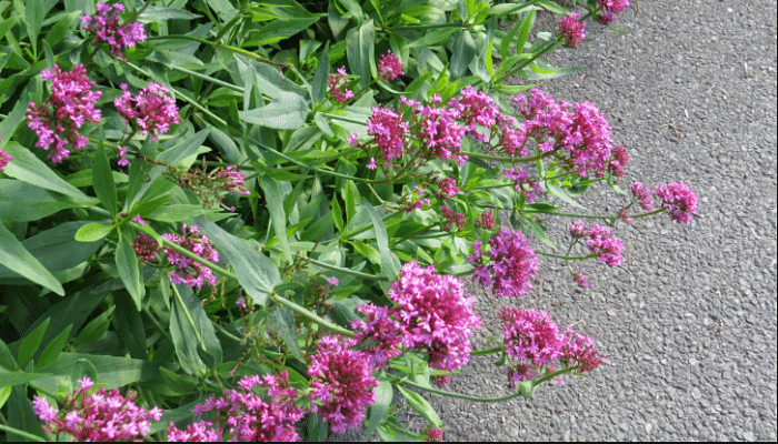 Cuidado de la valeriana roja