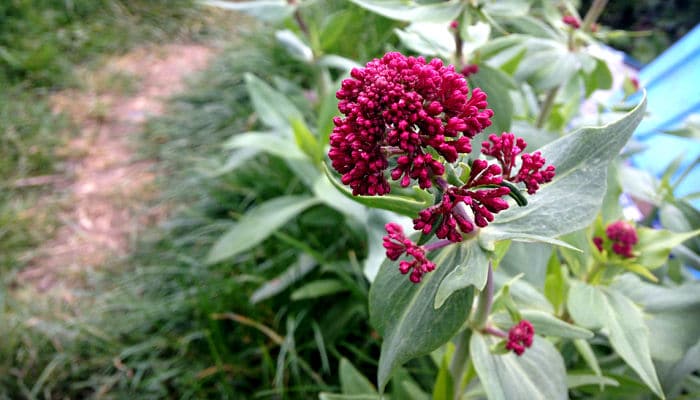 Valeriana roja