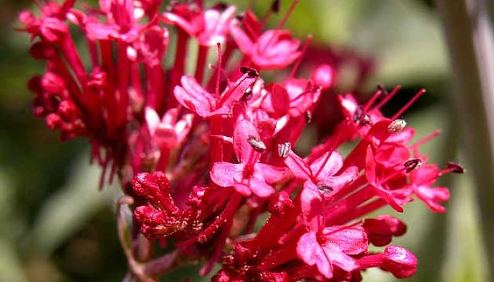 Valeriana roja