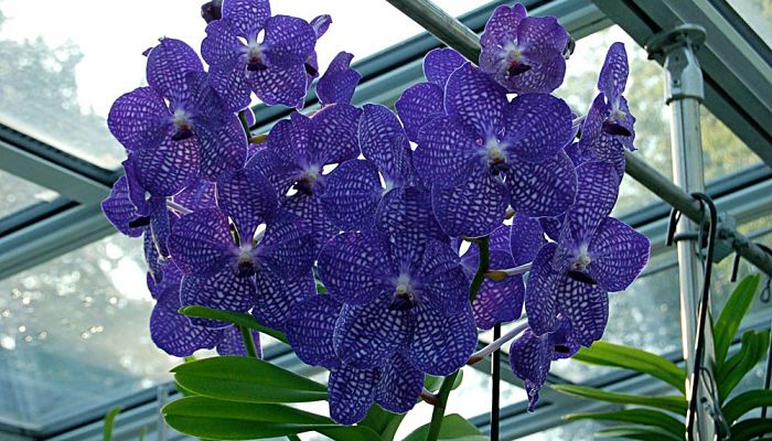 flor de vanda