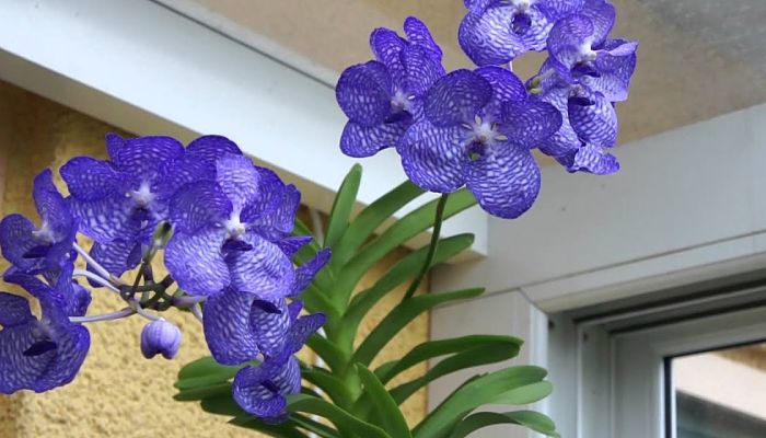 Orquídea vanda