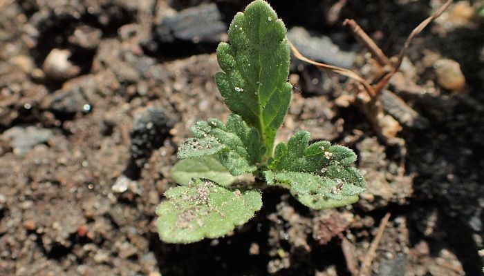 cultivo y cuidados