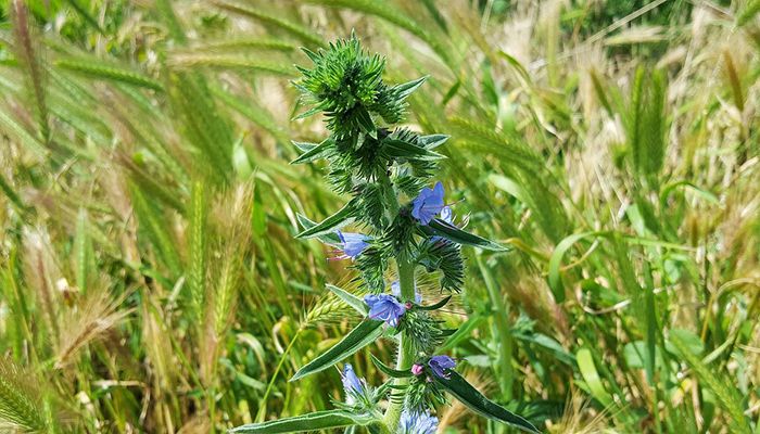 Echium vulgare (viborera)