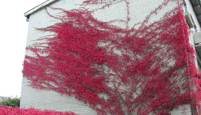 Viña Virgen. Origen, Descripción, Cultivo, Cuidados, Propiedades