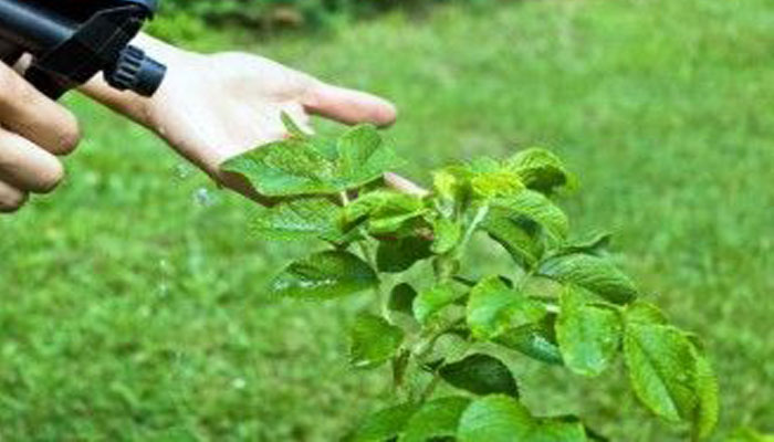 vinagre como insecticida para plantas