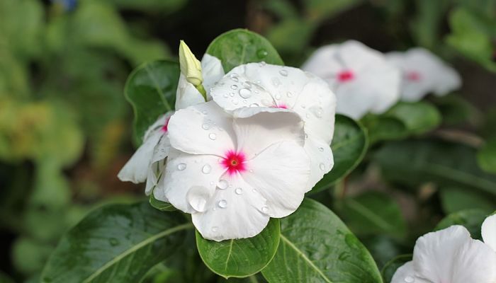 variedades de vinca de madagascar