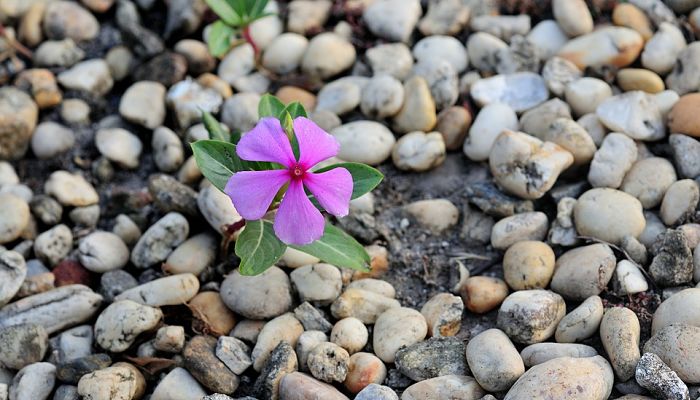 origen de la vinca de madagascar