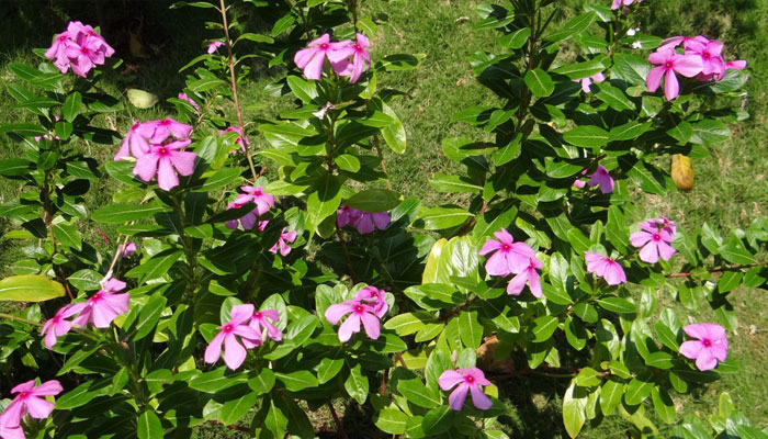 Vinca rosa (Catharanthus roseus)