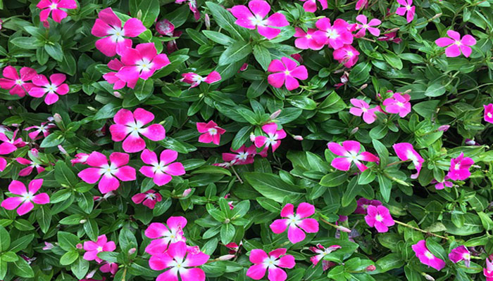 Un hermoso color rosa extendiéndose en tu jardín