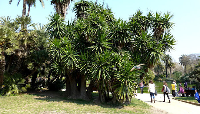 Yuca Gigante. Origen, Descripción,
Cultivo, Cuidados, Propiedades