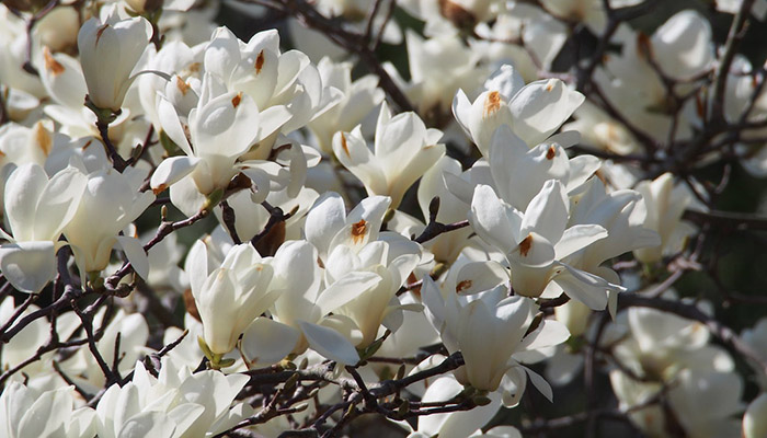 Yulan magnolia (Magnolia denudata)