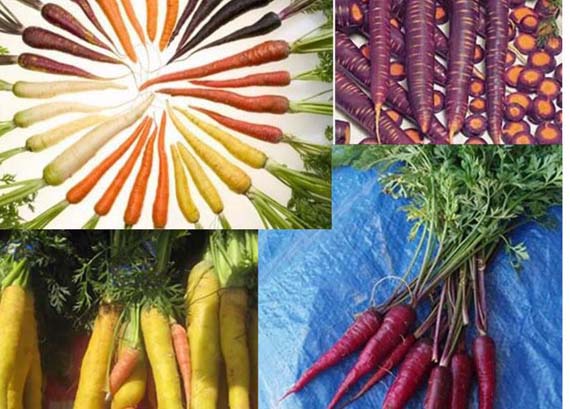 Zanahorias de colores