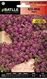 Aliso Anual VIOLETA
