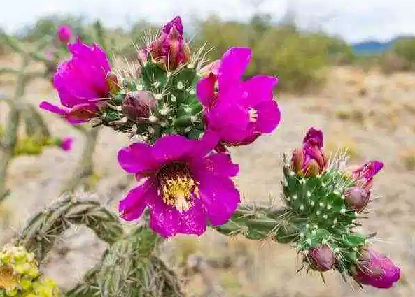 11 Tipos de cactus que también puedes cultivar en casa
