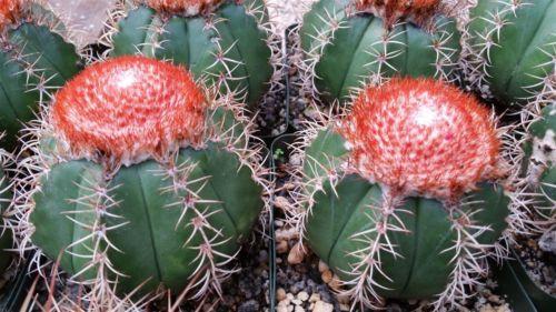 13 Cactus raros (¡y dónde encontrarlos!)
