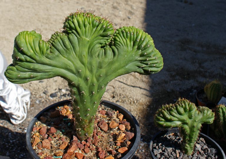 Cactus cerebro: Cuidados y cultivo