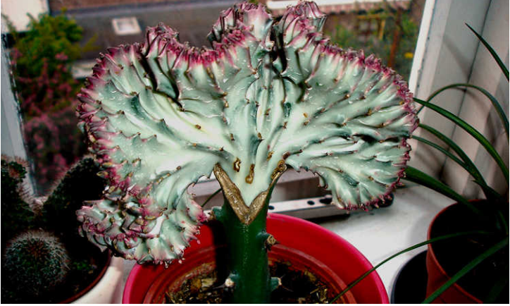 Guía de cactus de coral: cómo plantar y cuidar la "Euphorbia Lactea"