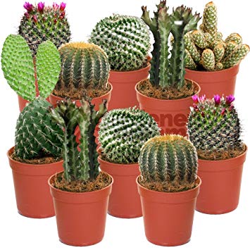 Cactus de interior : Perfil de la planta