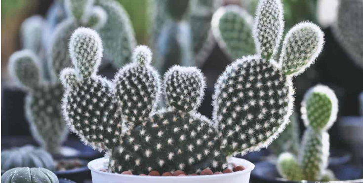 Cactus orejas de conejo: Información, cultivo y cuidados