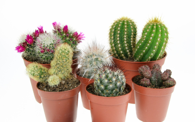 Características de las plantas de cactus