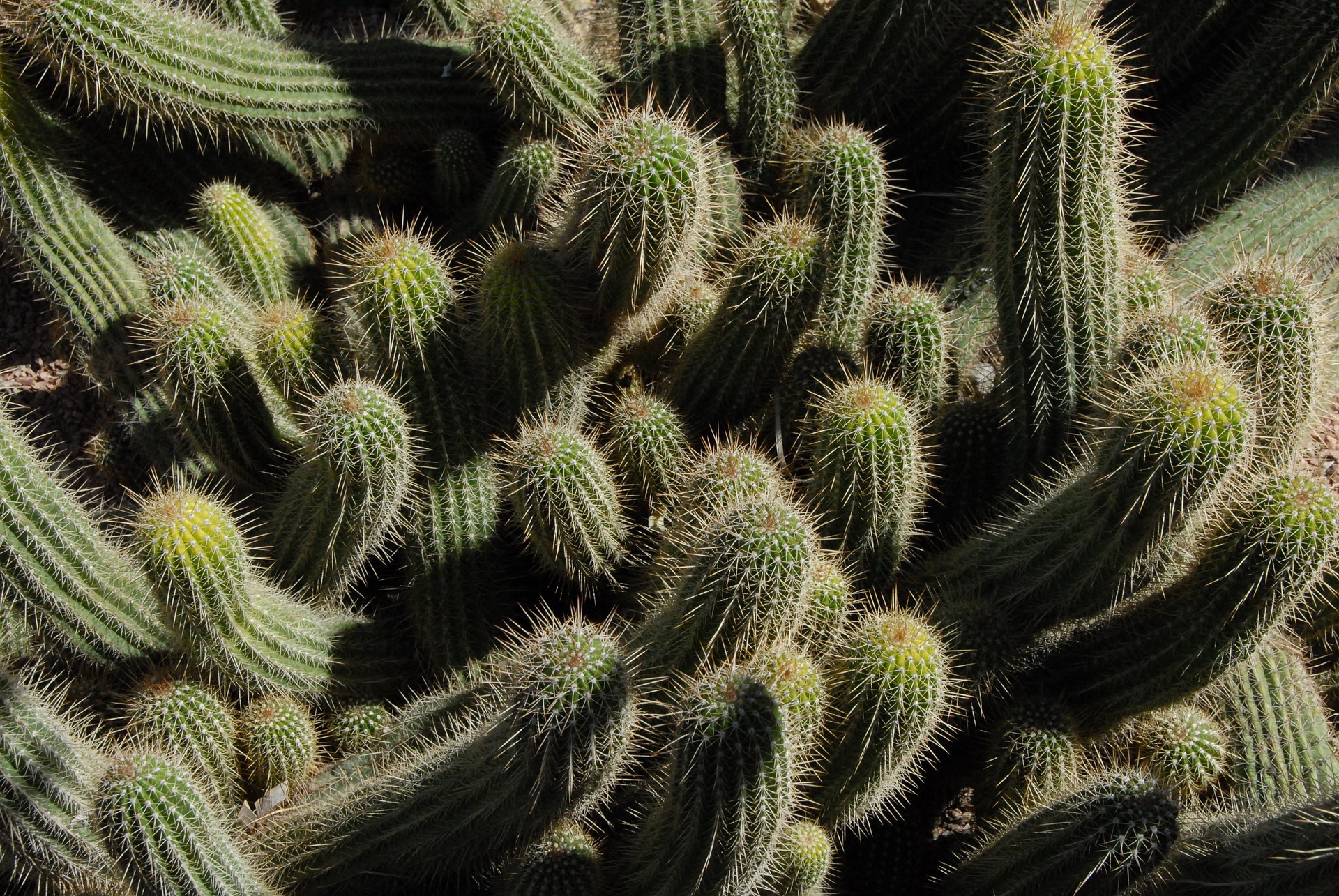Cómo y cuándo podar un cactus