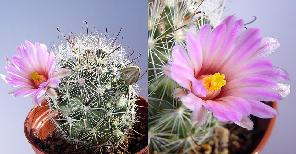 Como cuidar un cactus: 10 consejos para principiantes