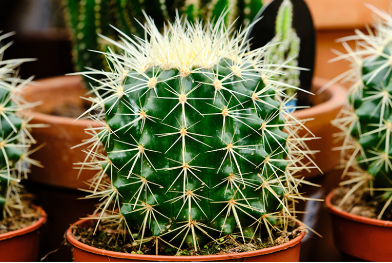 Como cuidar y cultivar el cactus San Pedro