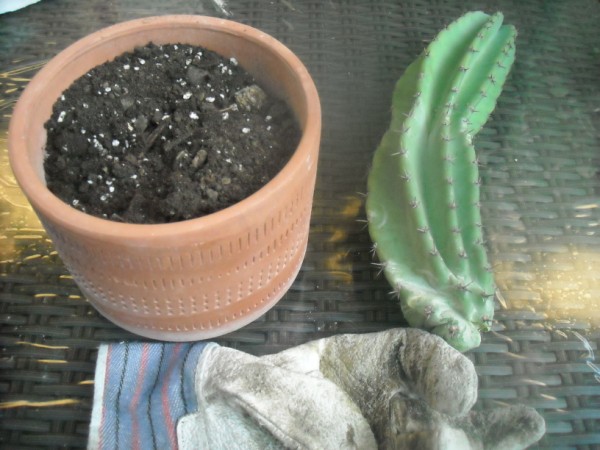 Como reproducir un cactus