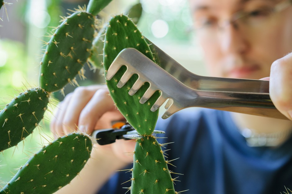 Cómo tomar esquejes de cactus y suculentas