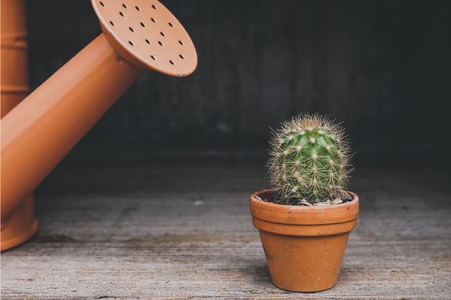 Con que frecuencia regar los cactus: 9 consejos esenciales