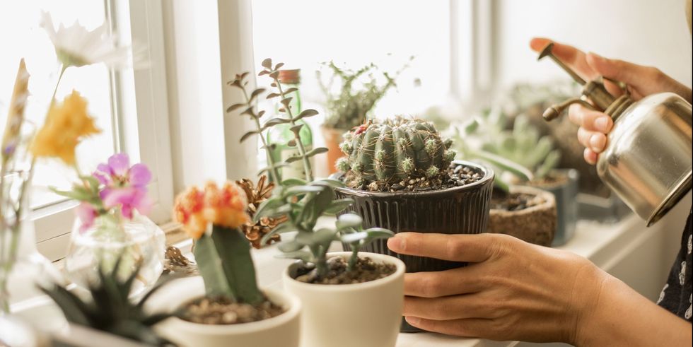 ¿Cuales son los diferentes tipos de cactus?