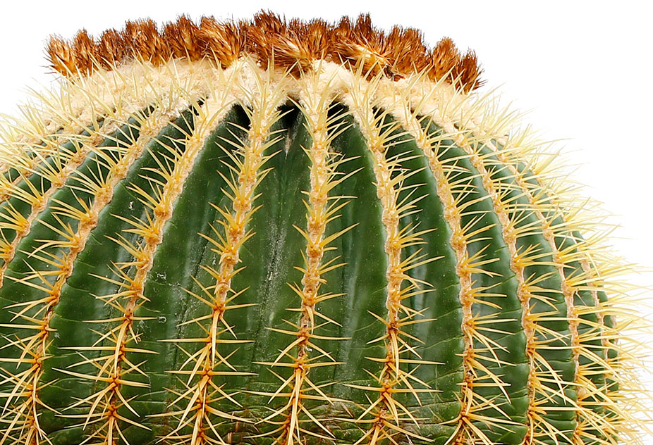 CUIDADO DE CACTUS : Los mejores consejos para sus cactus