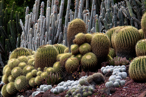 Cómo reconocer los tipos de cactus