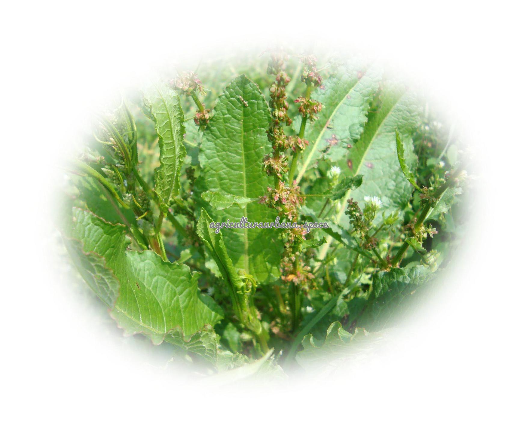 Como cultivar  Acedera en maceta