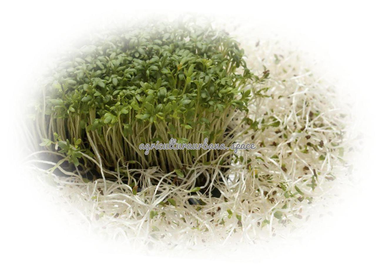 Como plantar  Alfalfa en casa