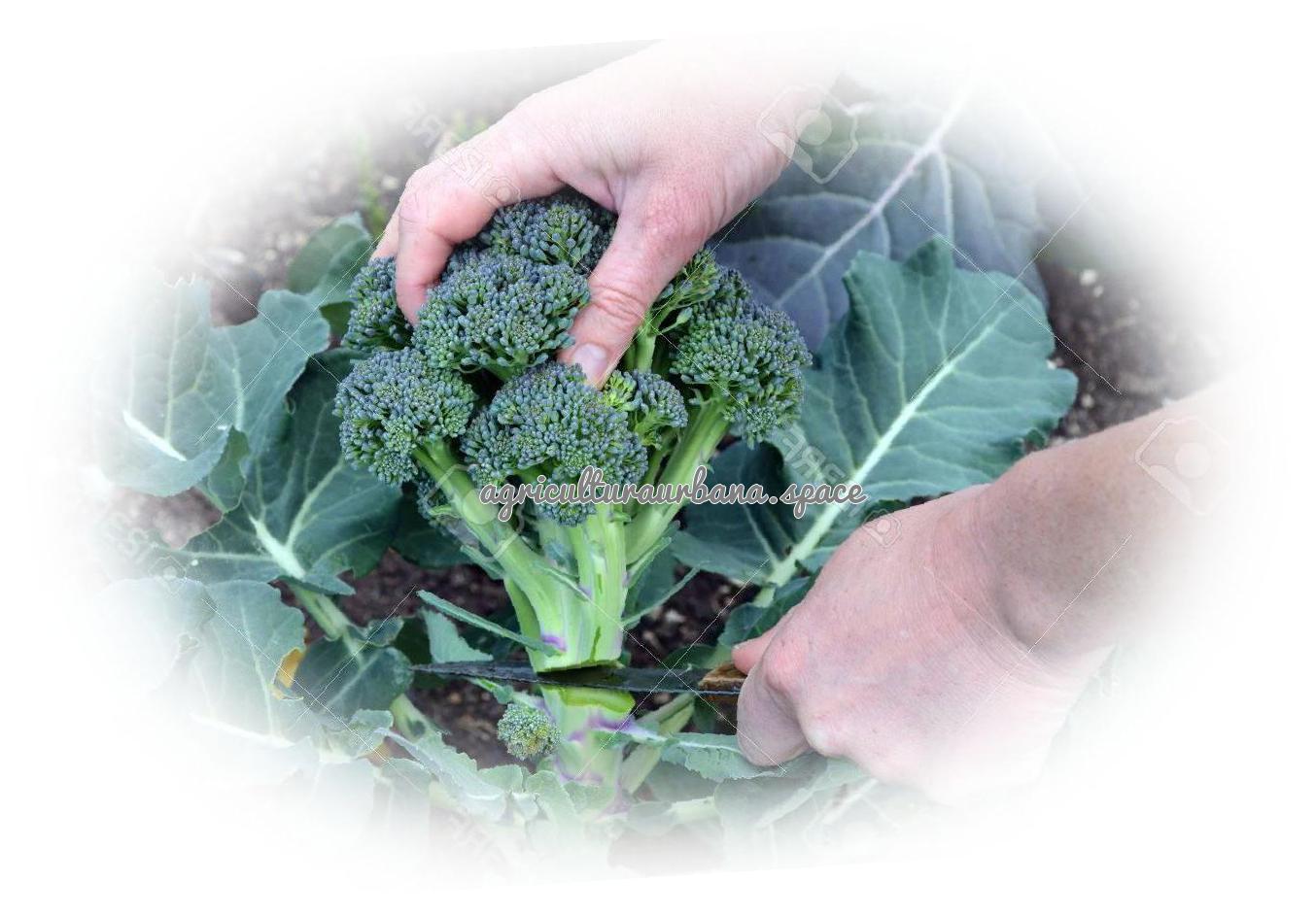 Como cultivar  Brócoli en casa