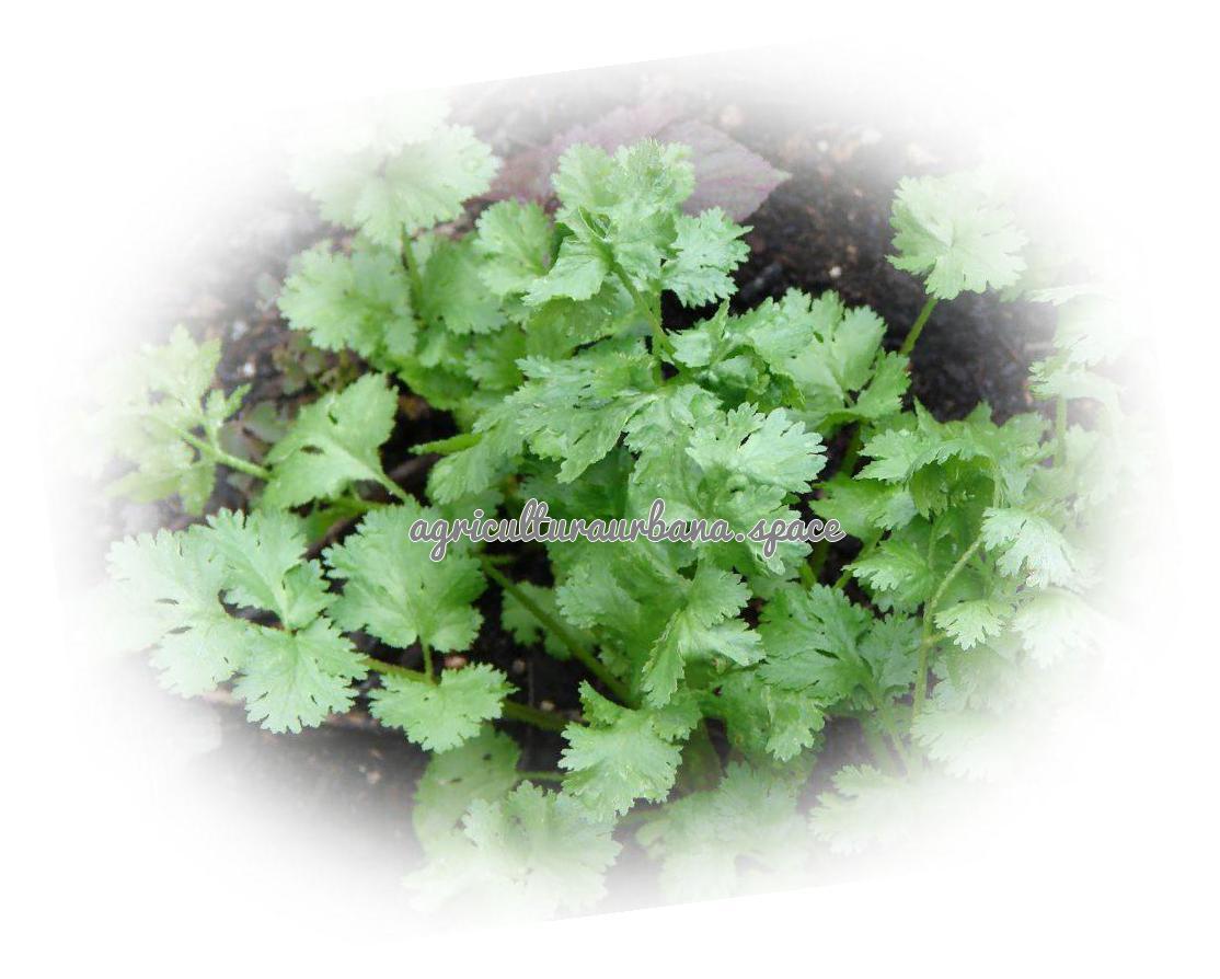 Como plantar  Cilantro en casa