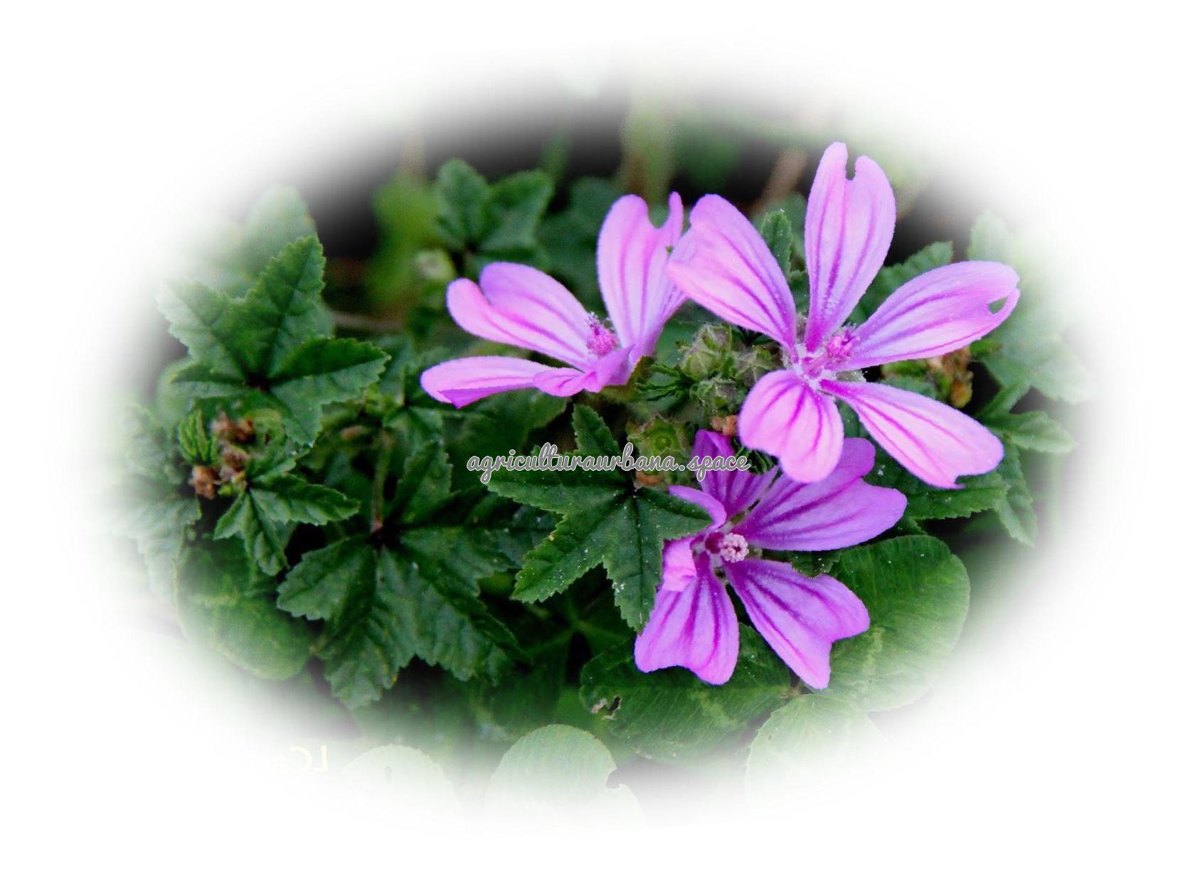 Como cultivar  Malva en maceta