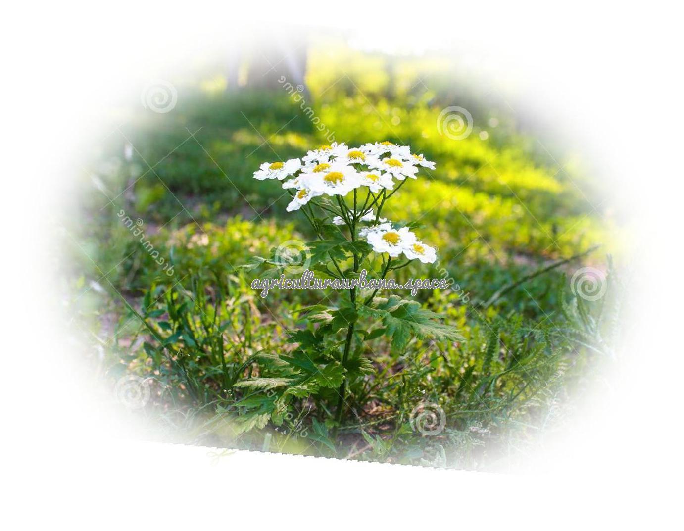 Como cultivar  Matricaria en tu casa